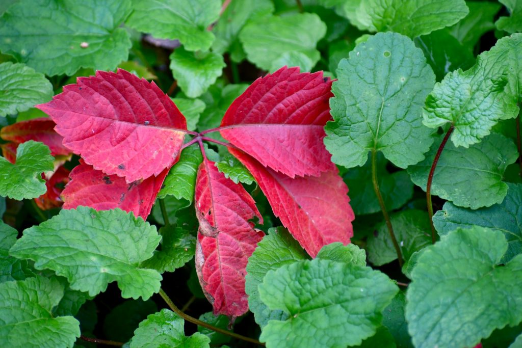 red leaves stand out among green leaves