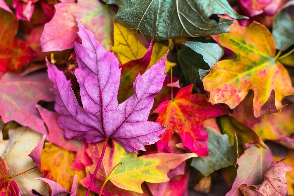 a collection of colorful fall leaves