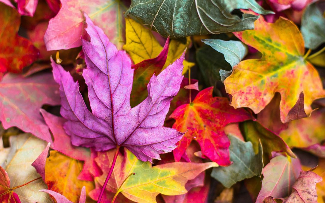 Fall Into Success with Winning SEO Strategies for Autumn