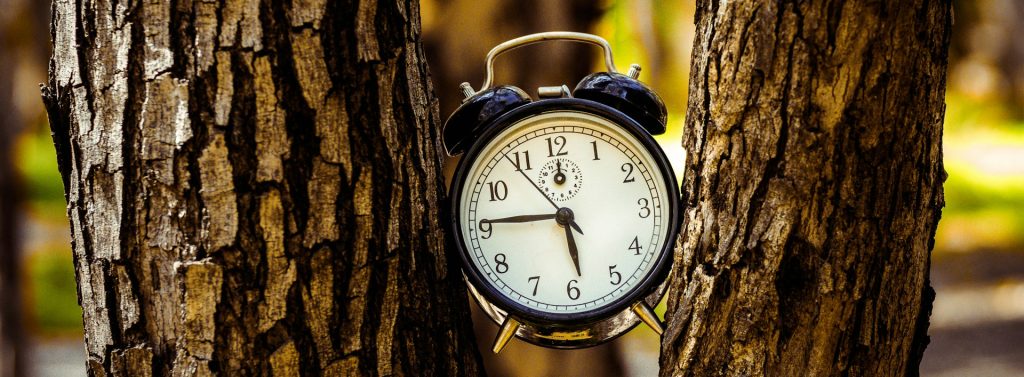 a clock is perched between two trees