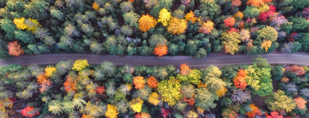 an autumn road during autumn from above